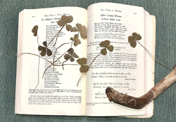 abigail burnham bloom one page poetry circle